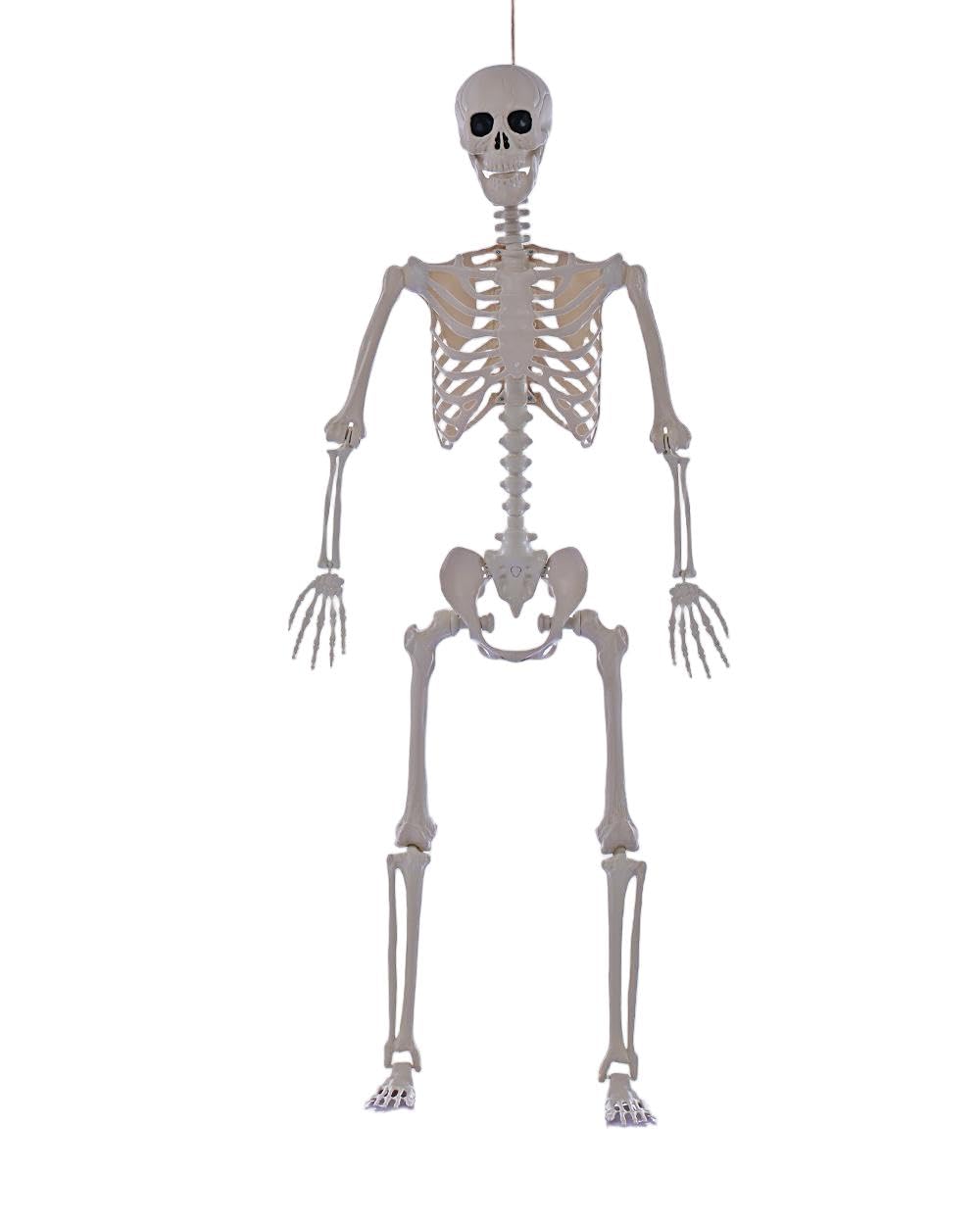 Life Size Posable Full Body Skeleton with Movable Joints Z53106