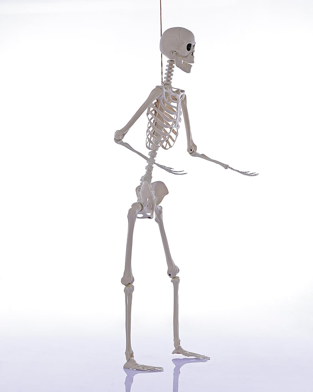 Life Size Posable Full Body Skeleton with Movable Joints Z53106