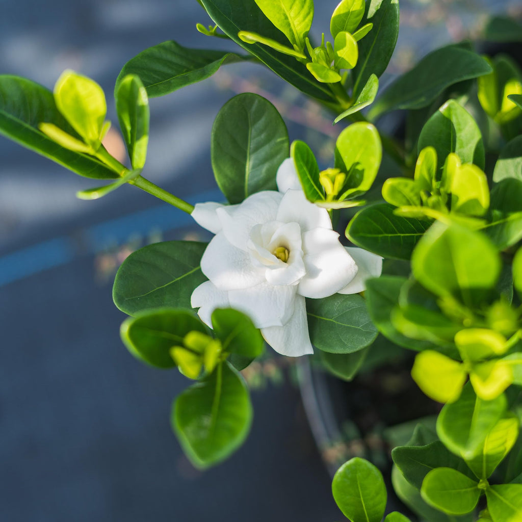 Fragrant Shrub G595