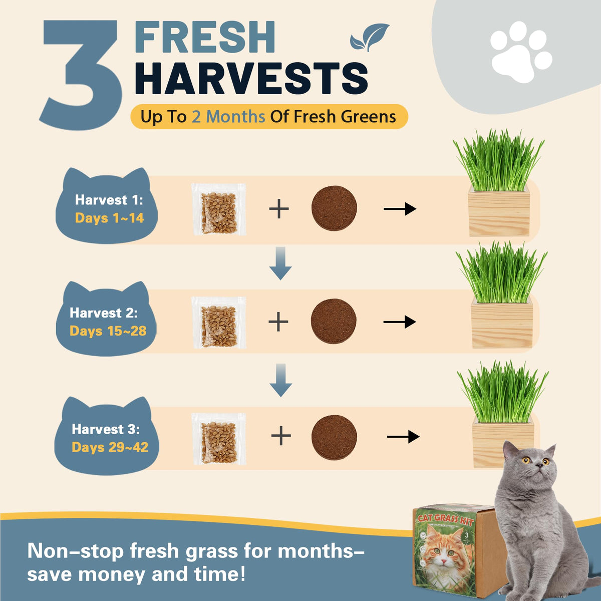Cat Grass Growing Kit with Wooden Planter J38515