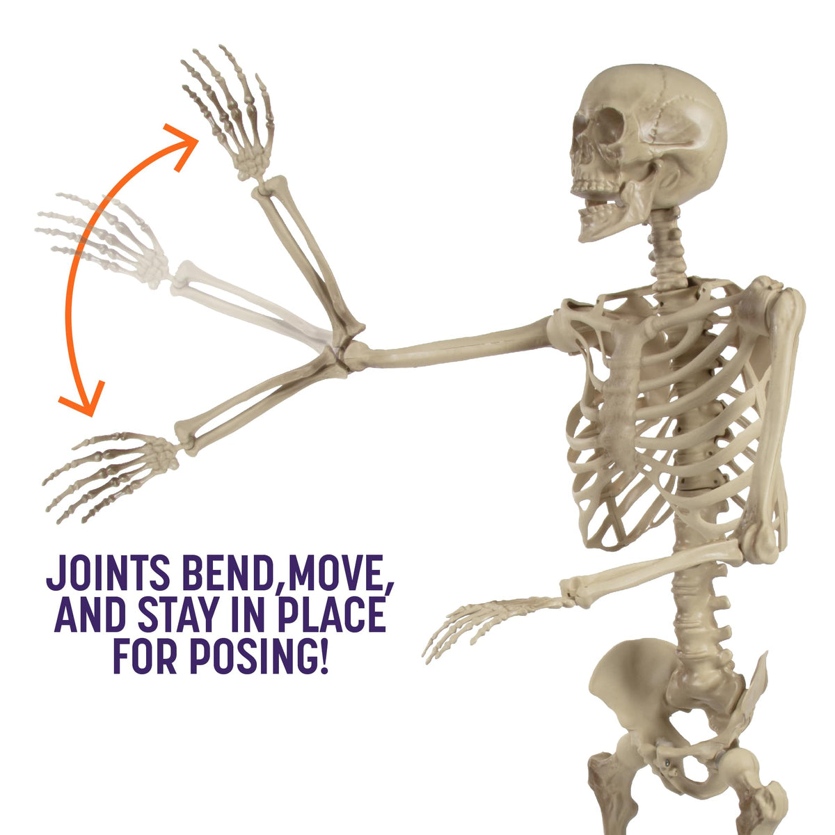 Life Size Posable Human Skeleton 4pk I454