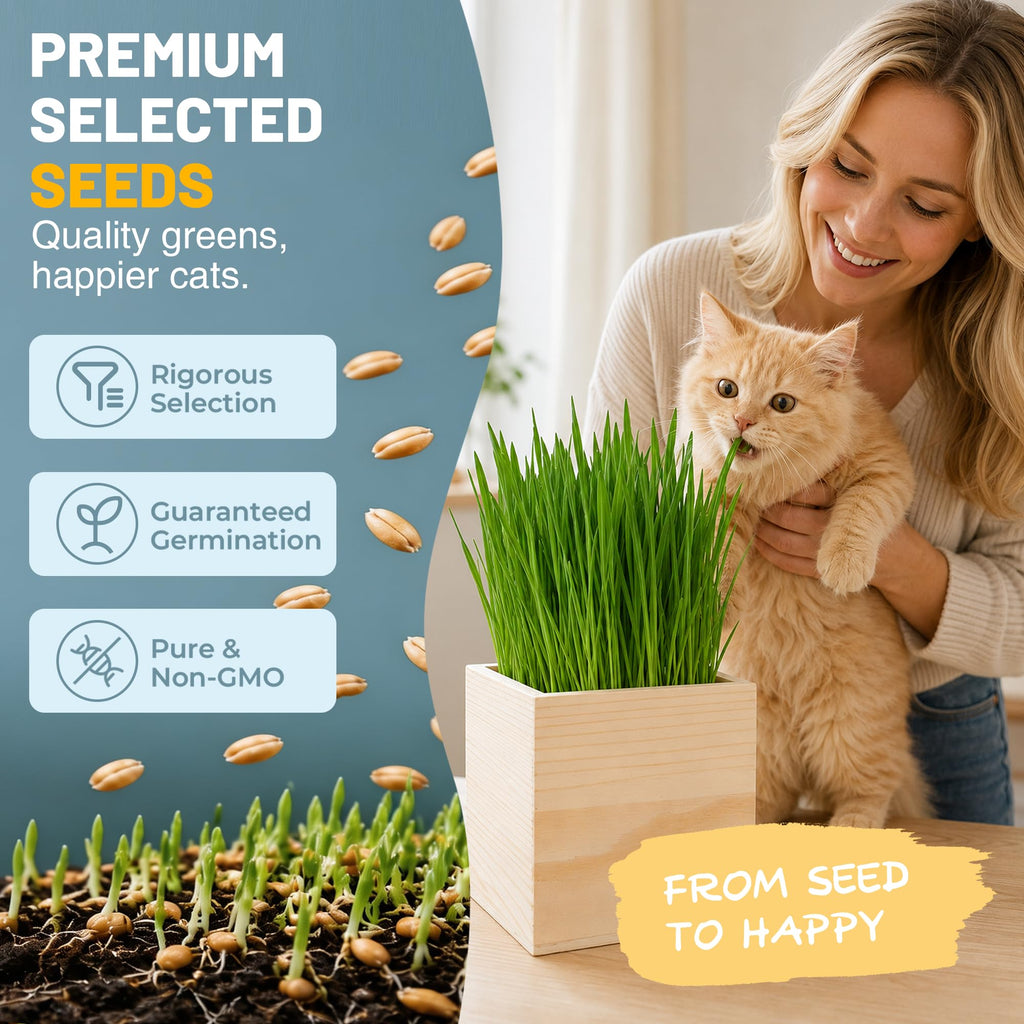 Cat Grass Growing Kit with Wooden Planter J38515