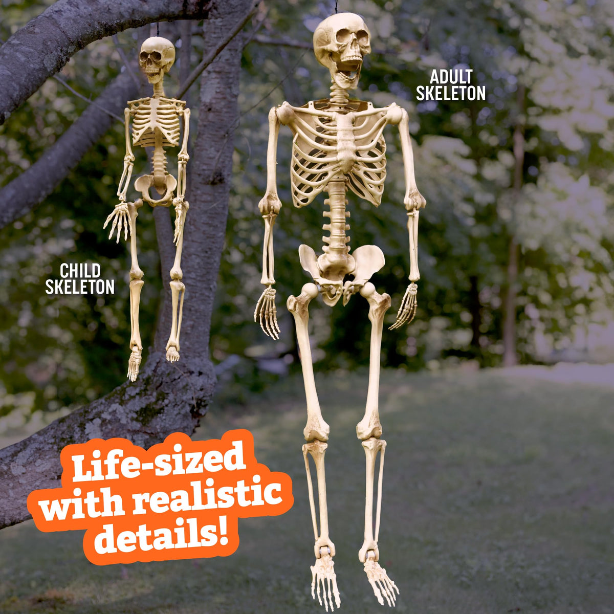 Life Size Posable Human Skeleton 4pk I454