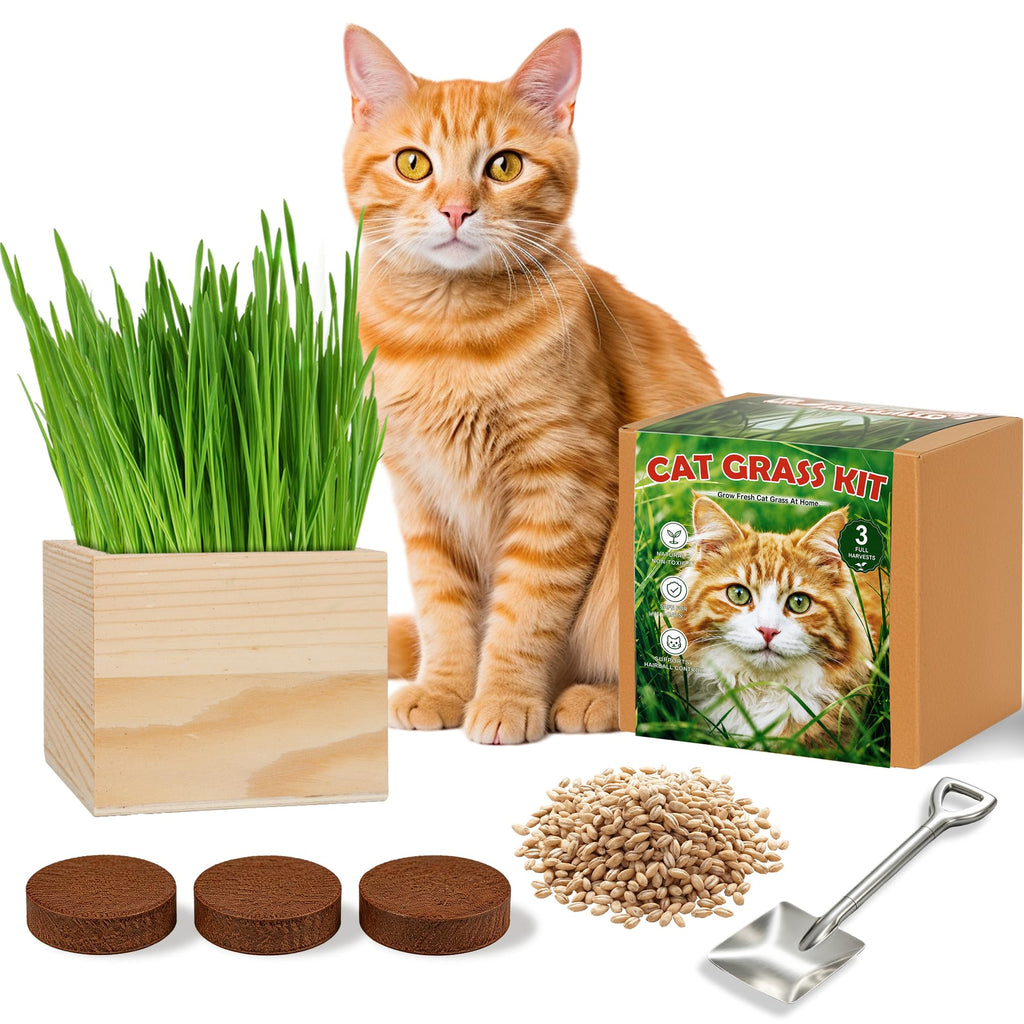 Cat Grass Growing Kit with Wooden Planter J38515