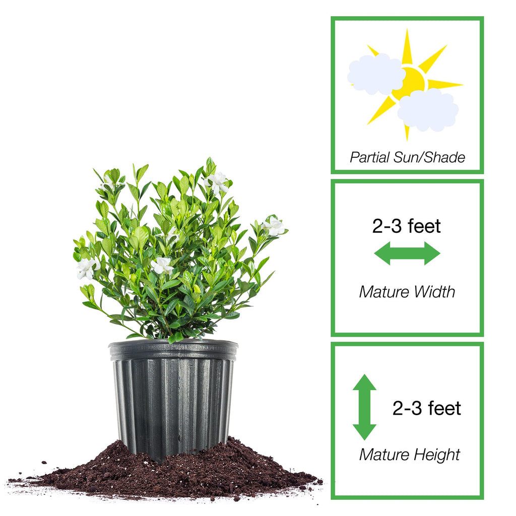 Fragrant Shrub G595
