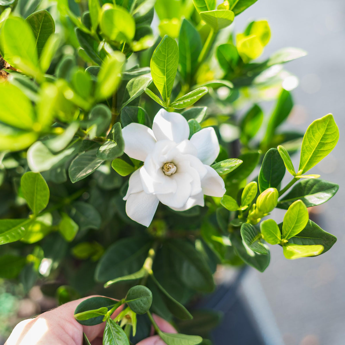 Fragrant Shrub G595