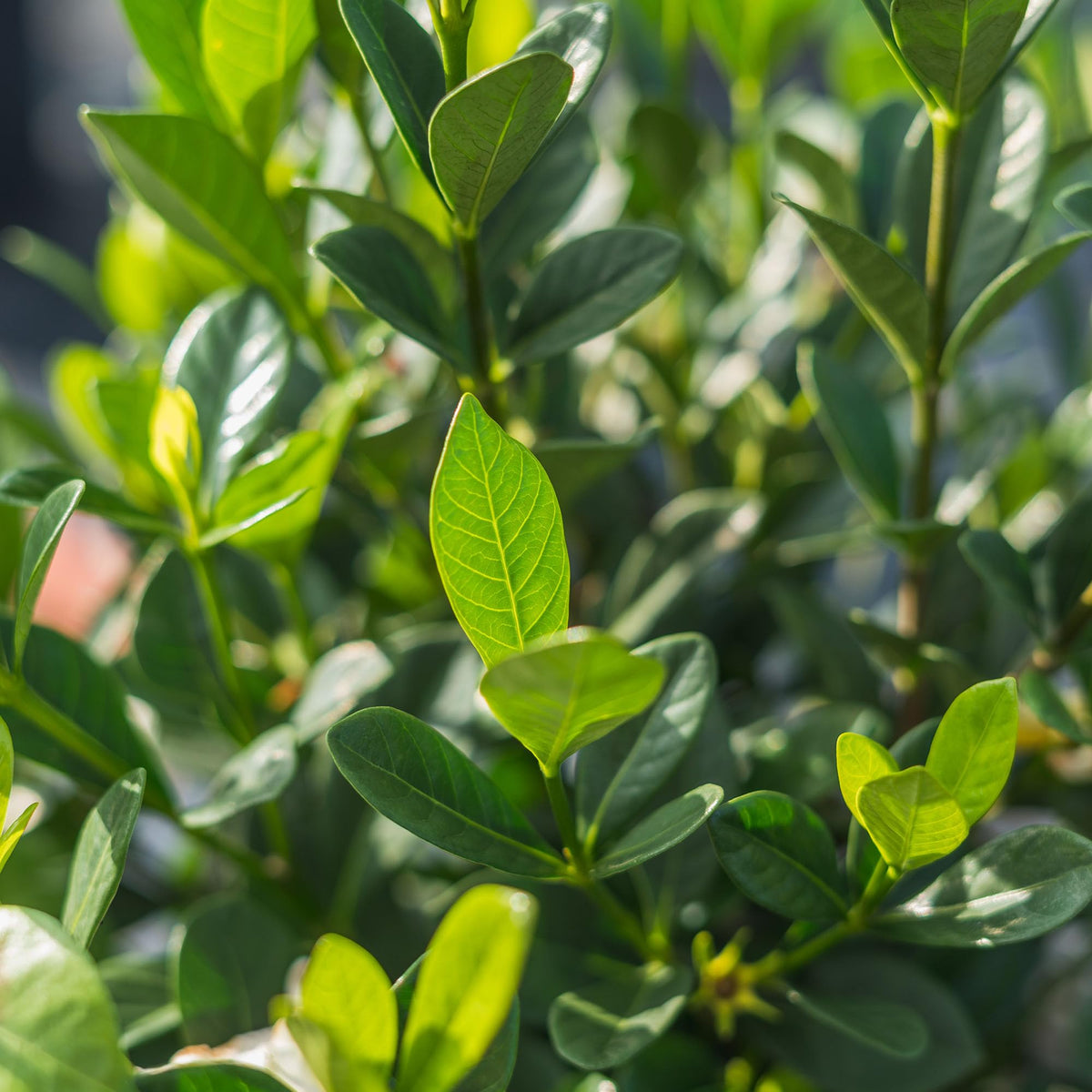 Fragrant Shrub G595