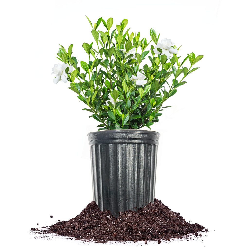 Fragrant Shrub G595