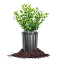 Fragrant Shrub G595
